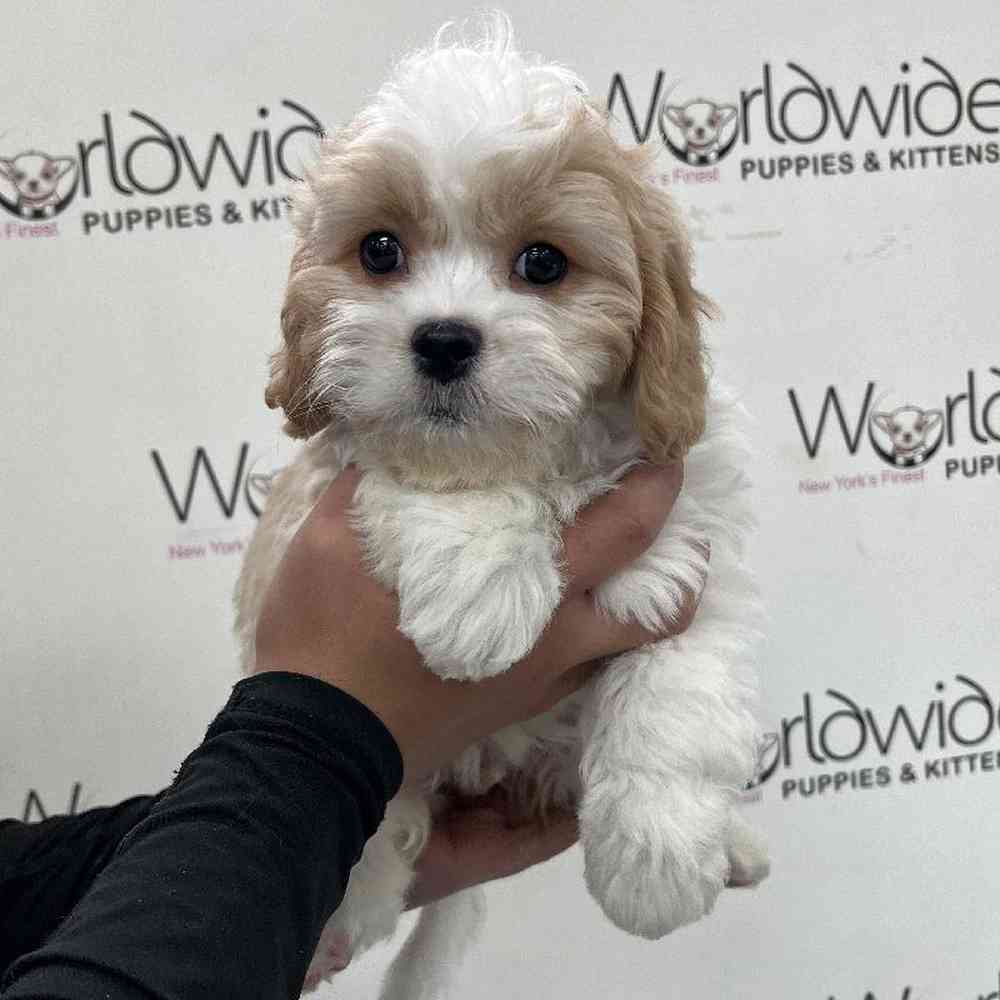 Male Cavachon Puppy for Sale in Bellmore, NY