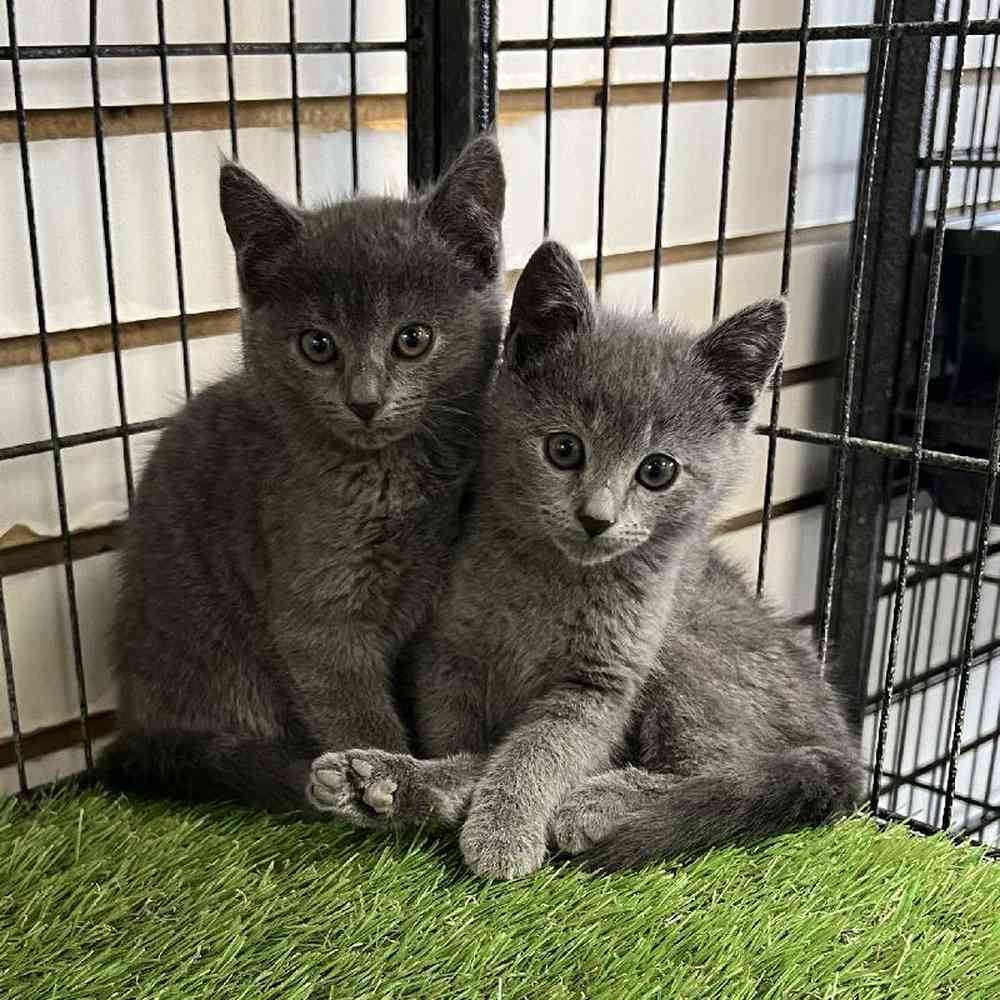 Female Russian Blue Kitten for Sale in Bellmore, NY