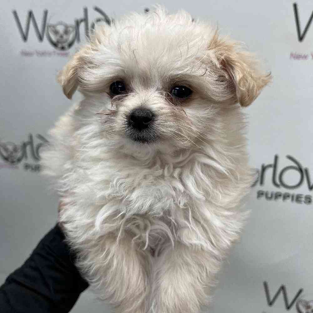 Male Maltipom Puppy for Sale in Bellmore, NY