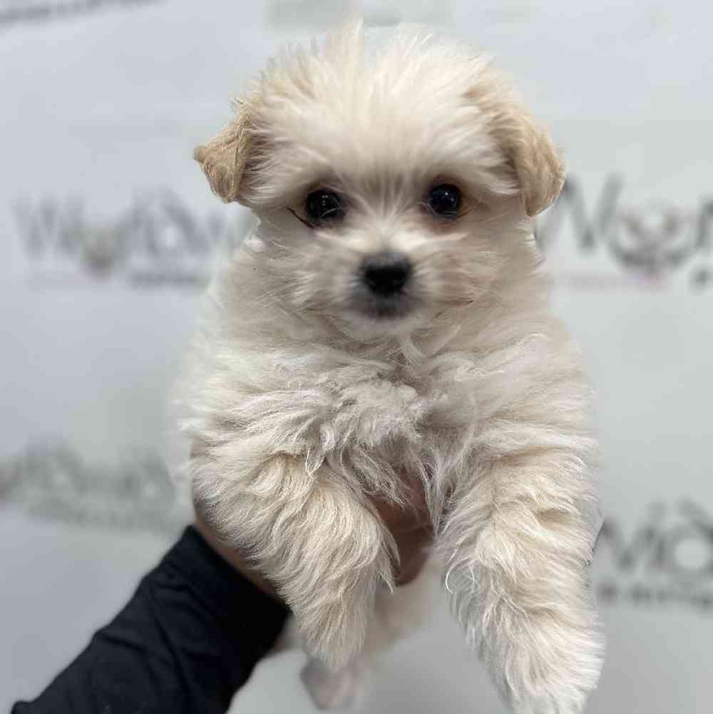 Male Maltipom Puppy for Sale in Bellmore, NY