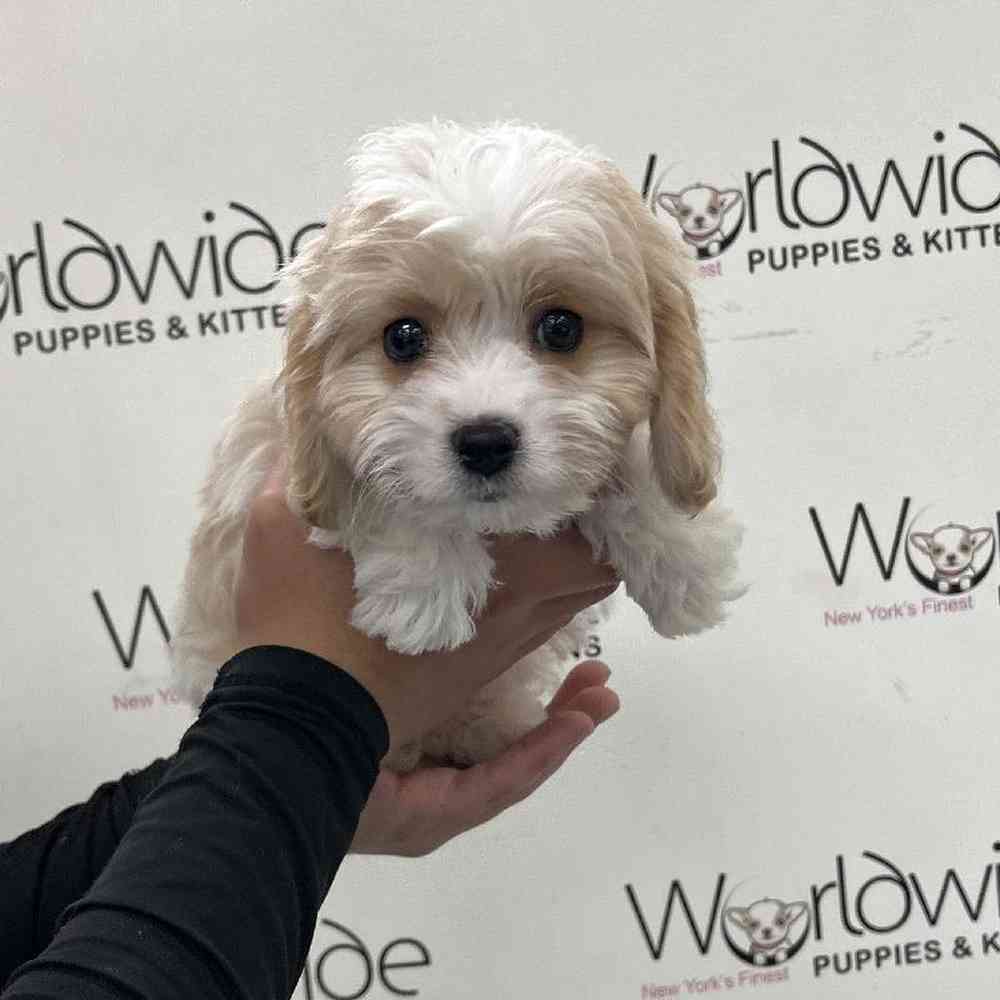 Male Cavachon Puppy for Sale in Bellmore, NY
