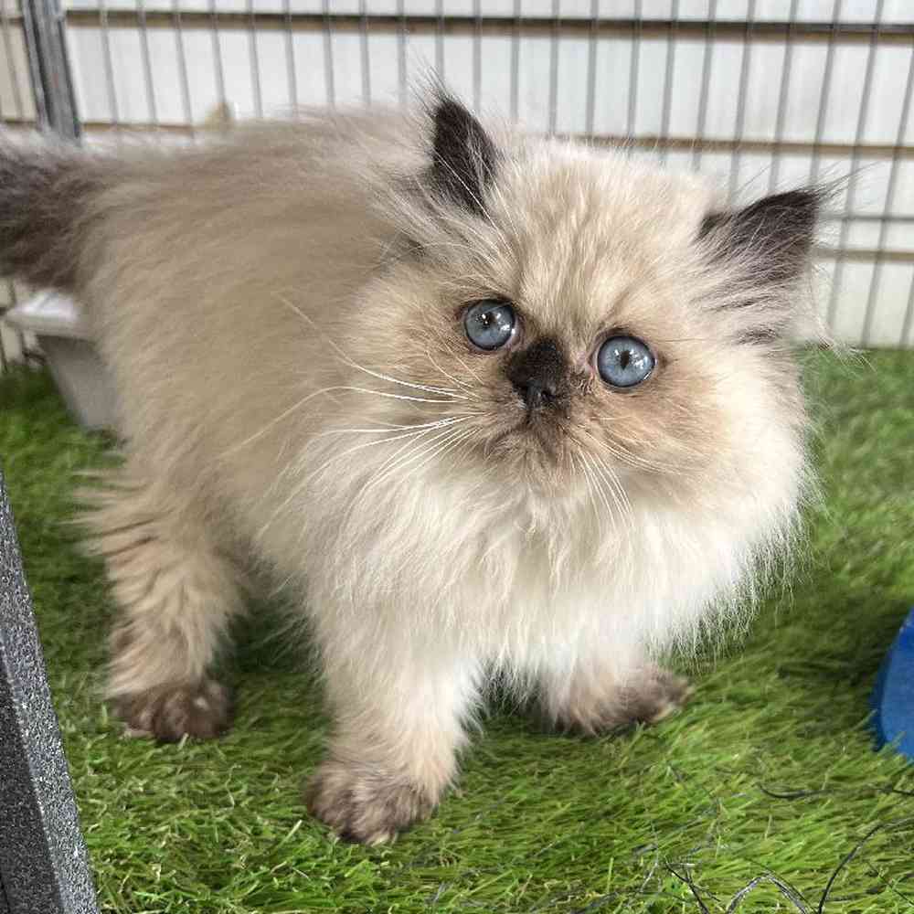 Male Persian Kitten for Sale in Bellmore, NY