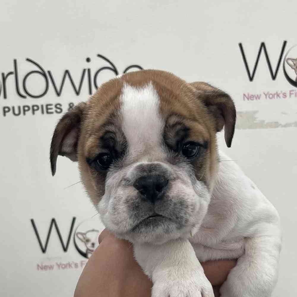 Female Victorian Bulldog Puppy for Sale in Bellmore, NY