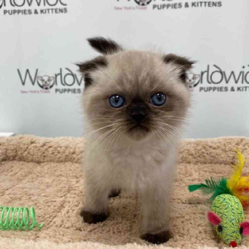 Male Scottish Fold Kitten for Sale in Bellmore, NY