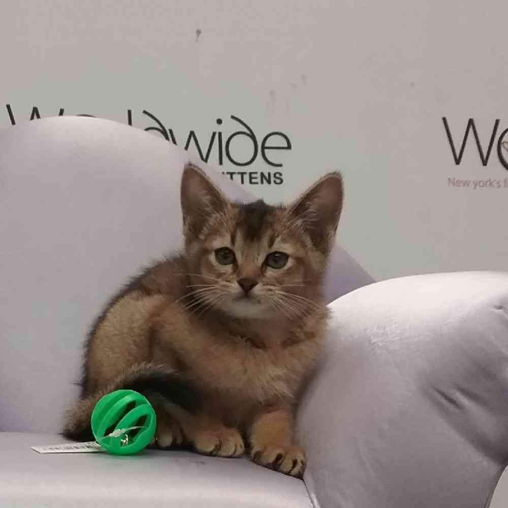 Female Abyssinian Kitten for Sale in Bellmore, NY