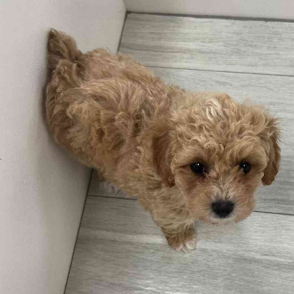Female Poodle Toy Puppy for Sale in Bellmore, NY
