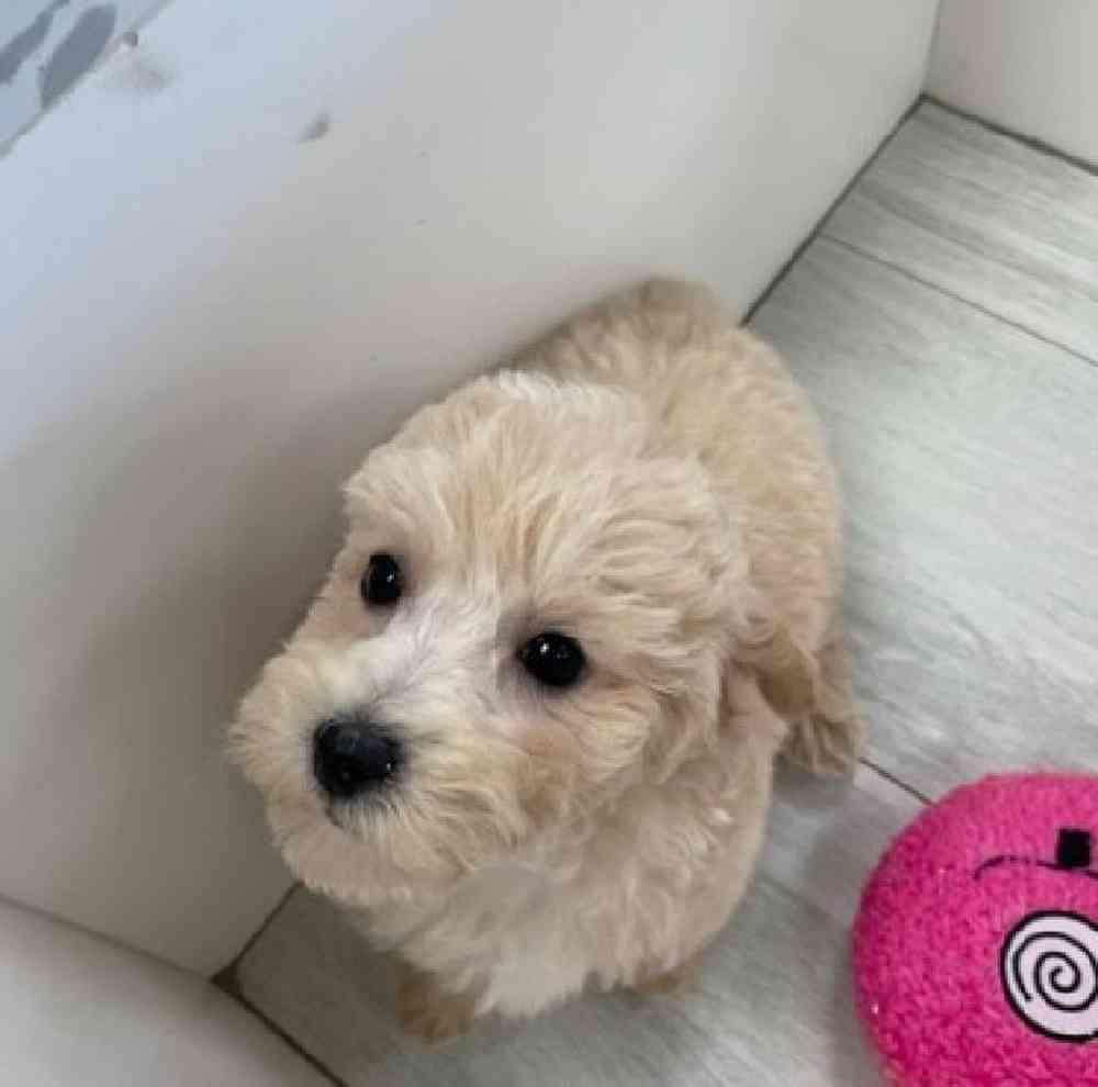 Male COCKAPOO/POODLE Puppy for sale