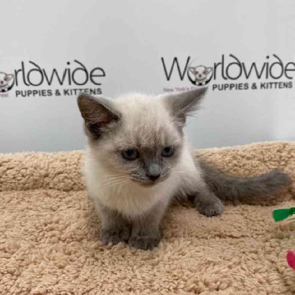 Female Siamese Kitten for Sale in Bellmore, NY