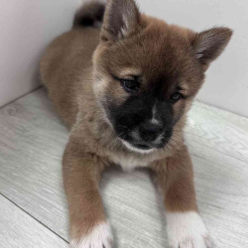Male Shiba Inu Puppy for Sale in Bellmore, NY