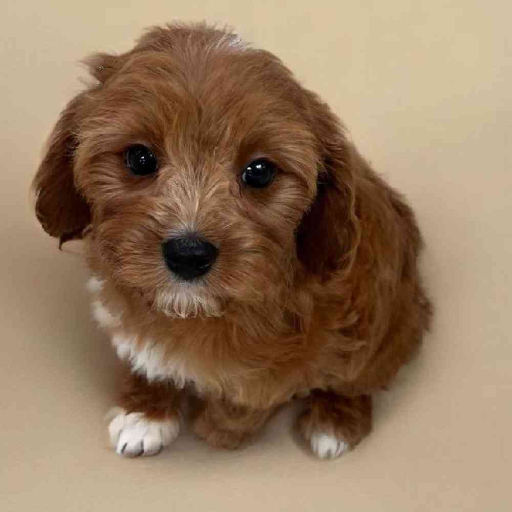 Female Cavapoo Puppy for Sale in Bellmore, NY