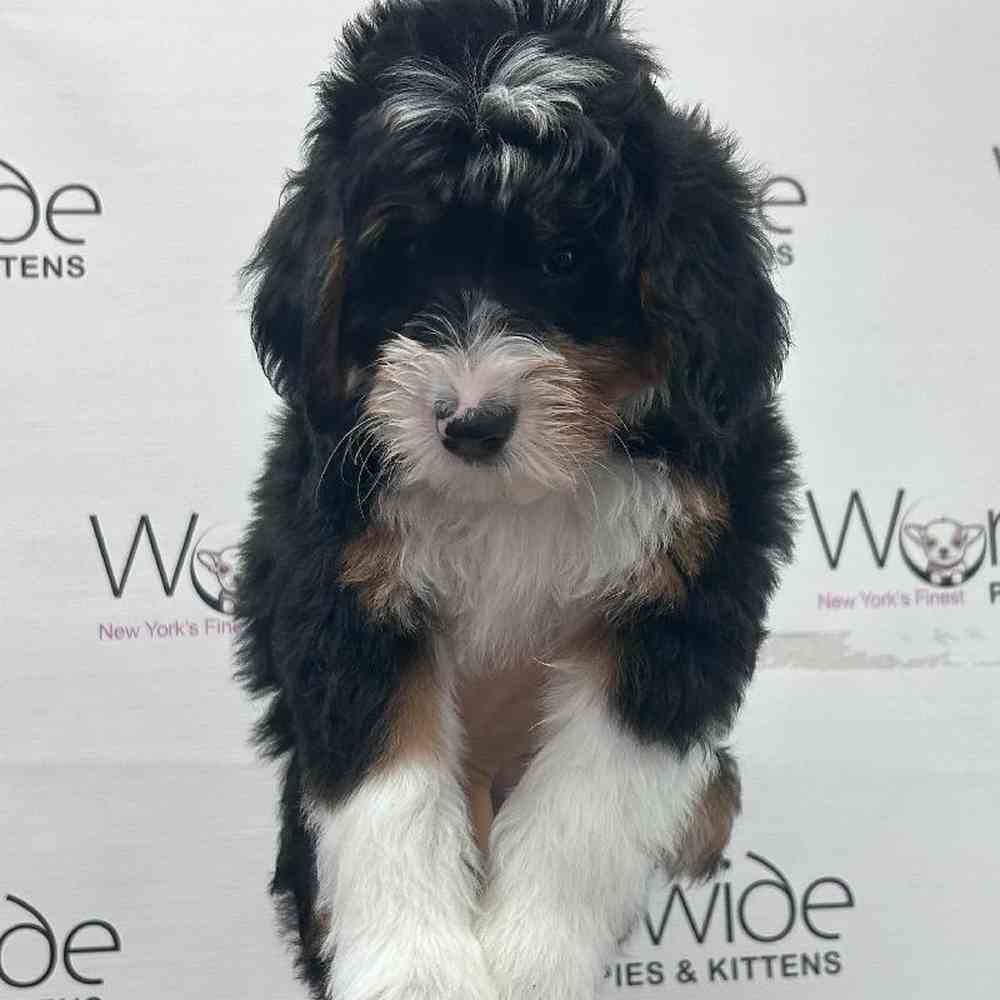 Female Mini Bernedoodle Puppy for Sale in Bellmore, NY