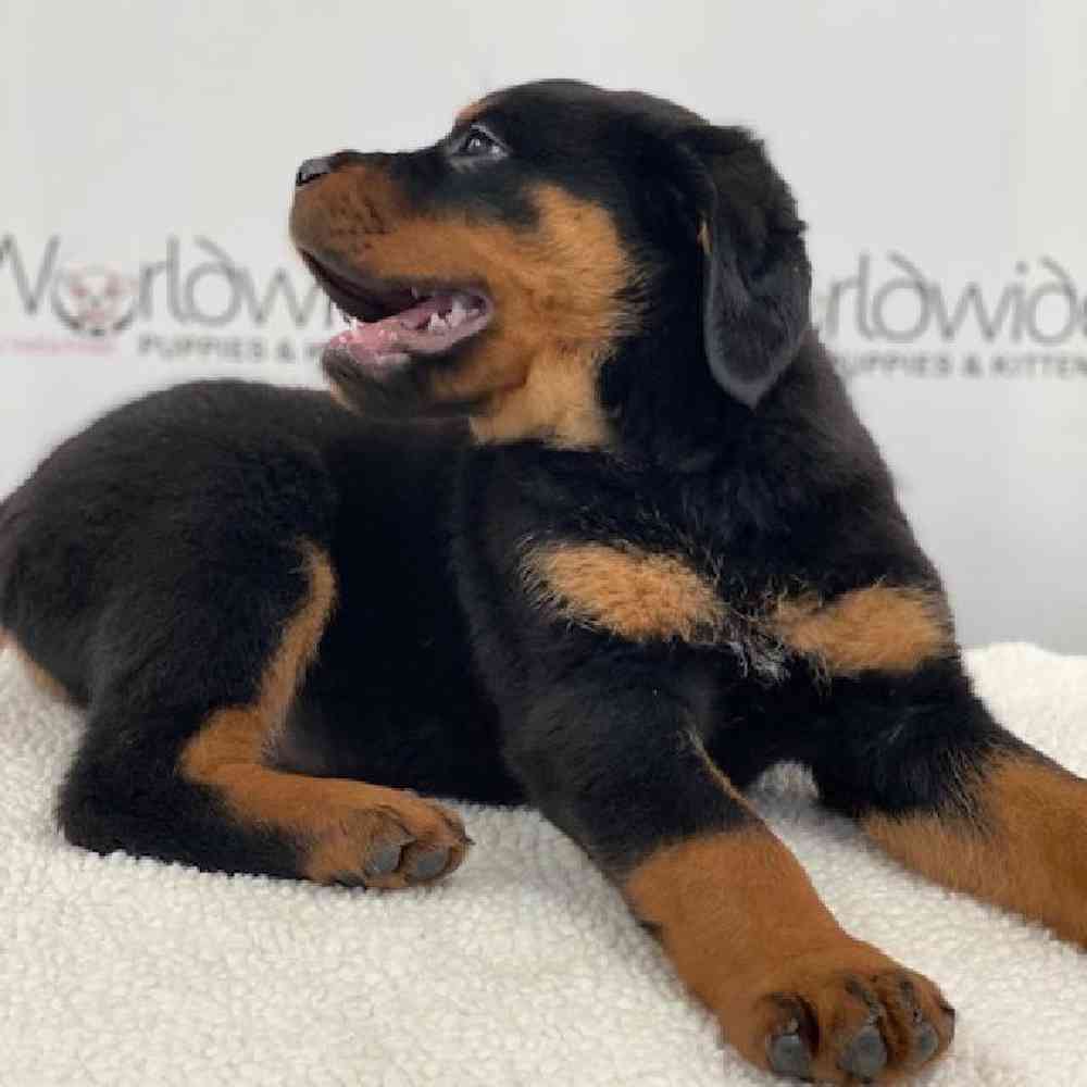 Male Rottweiler Puppy for Sale in Bellmore, NY