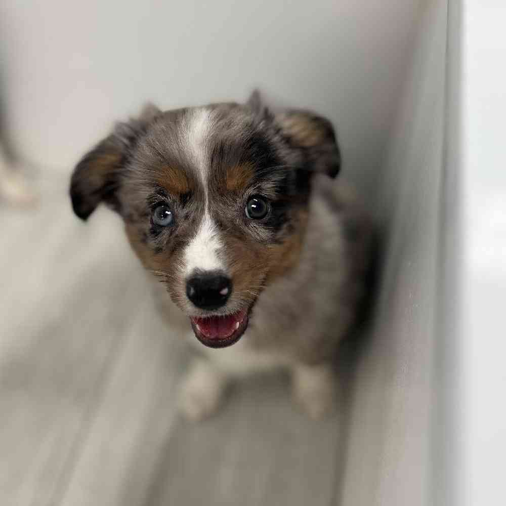 Male Mini Aussie Puppy for Sale in Bellmore, NY