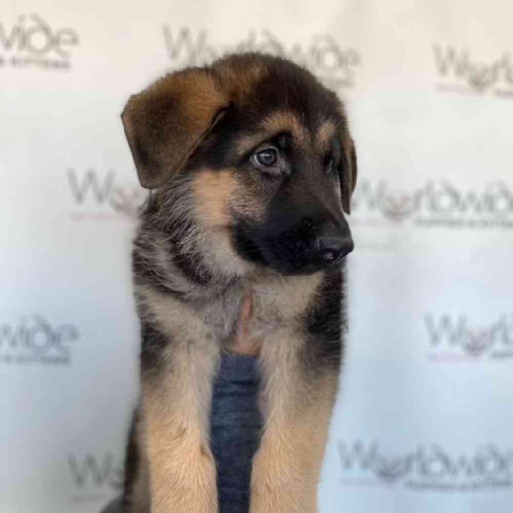Male German Shepherd Puppy for Sale in Bellmore, NY
