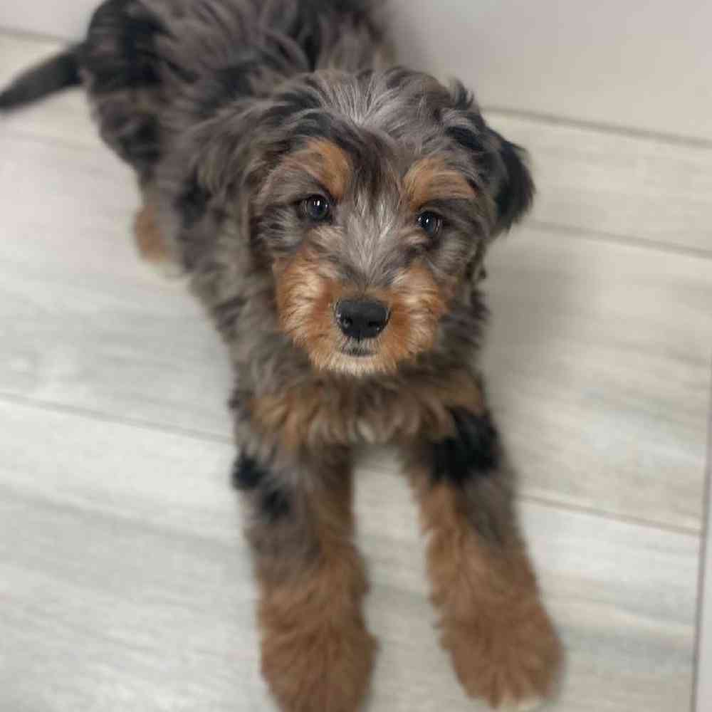 Female Mini Bernedoodle/BMD Puppy for Sale in Bellmore, NY