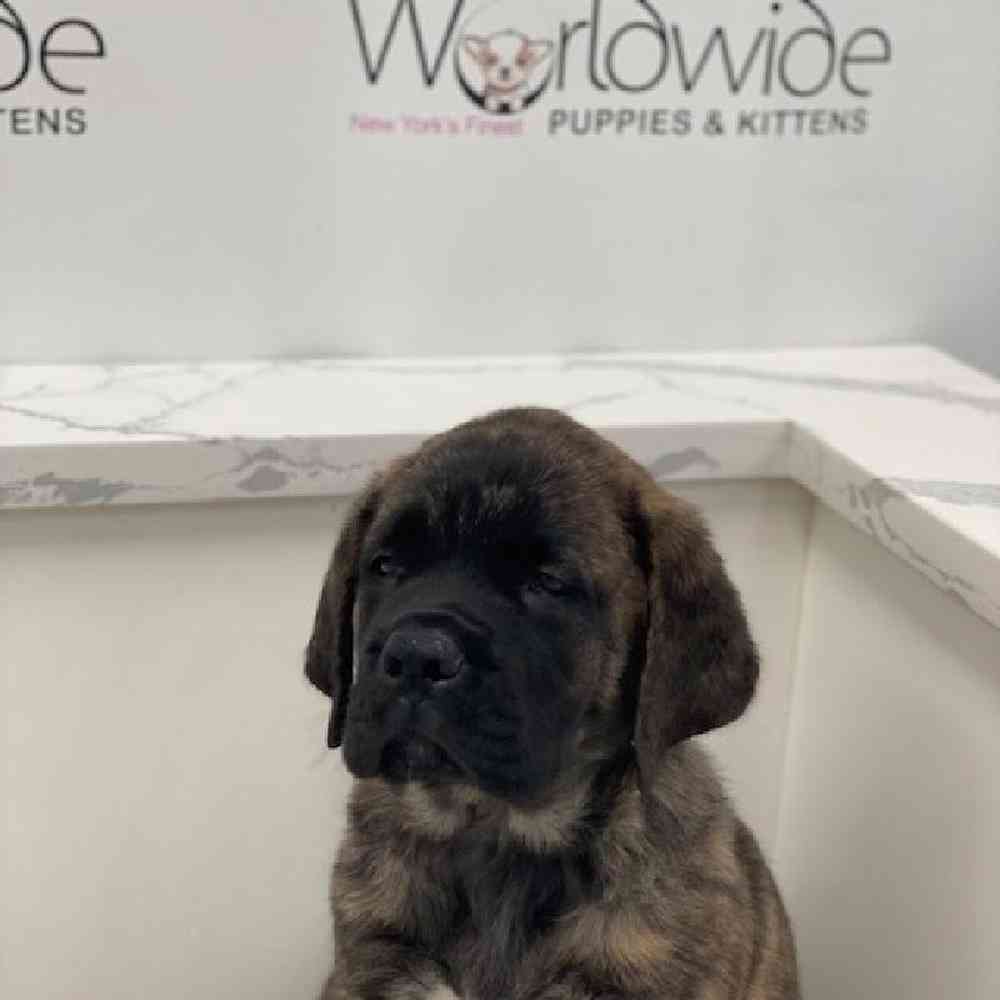 Female English Mastiff Puppy for Sale in Bellmore, NY
