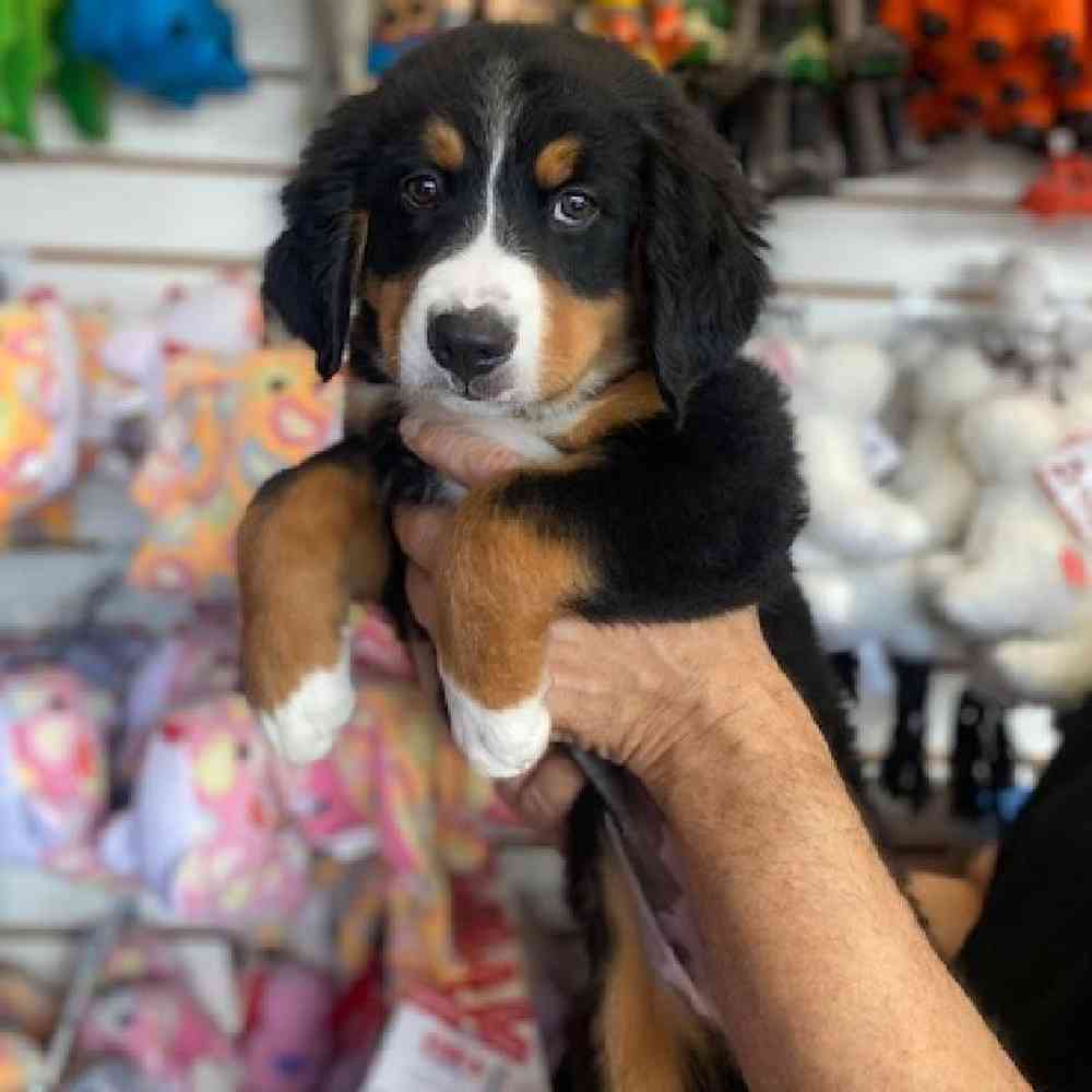 Male Bernese Mountain Dog Puppy for Sale in Bellmore, NY