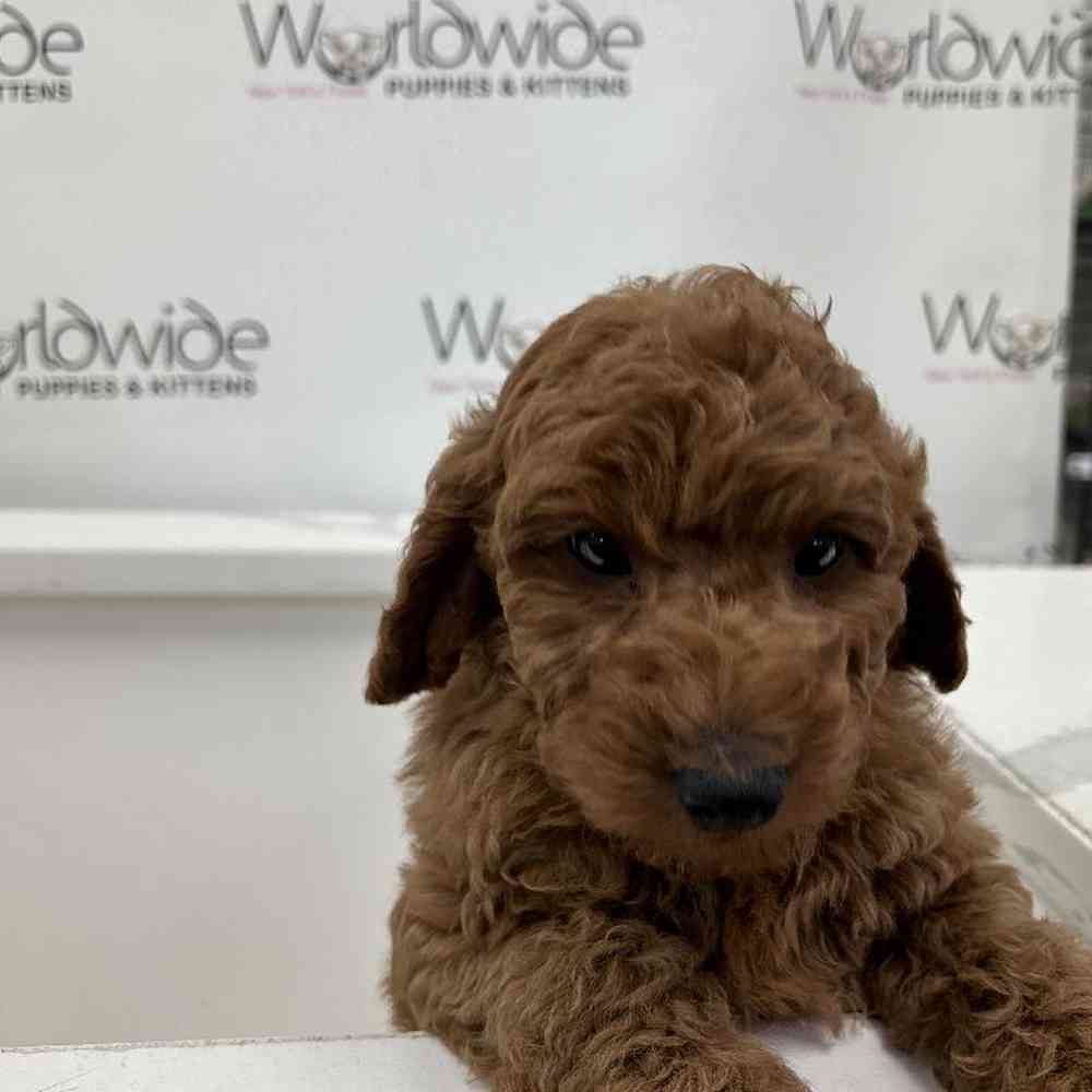 Male Mini Poodle Puppy for Sale in Bellmore, NY