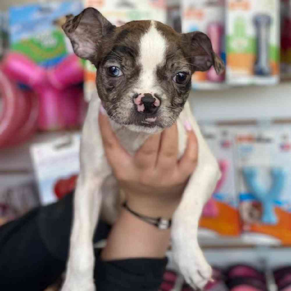 Female Boston Terrier Puppy for Sale in Bellmore, NY