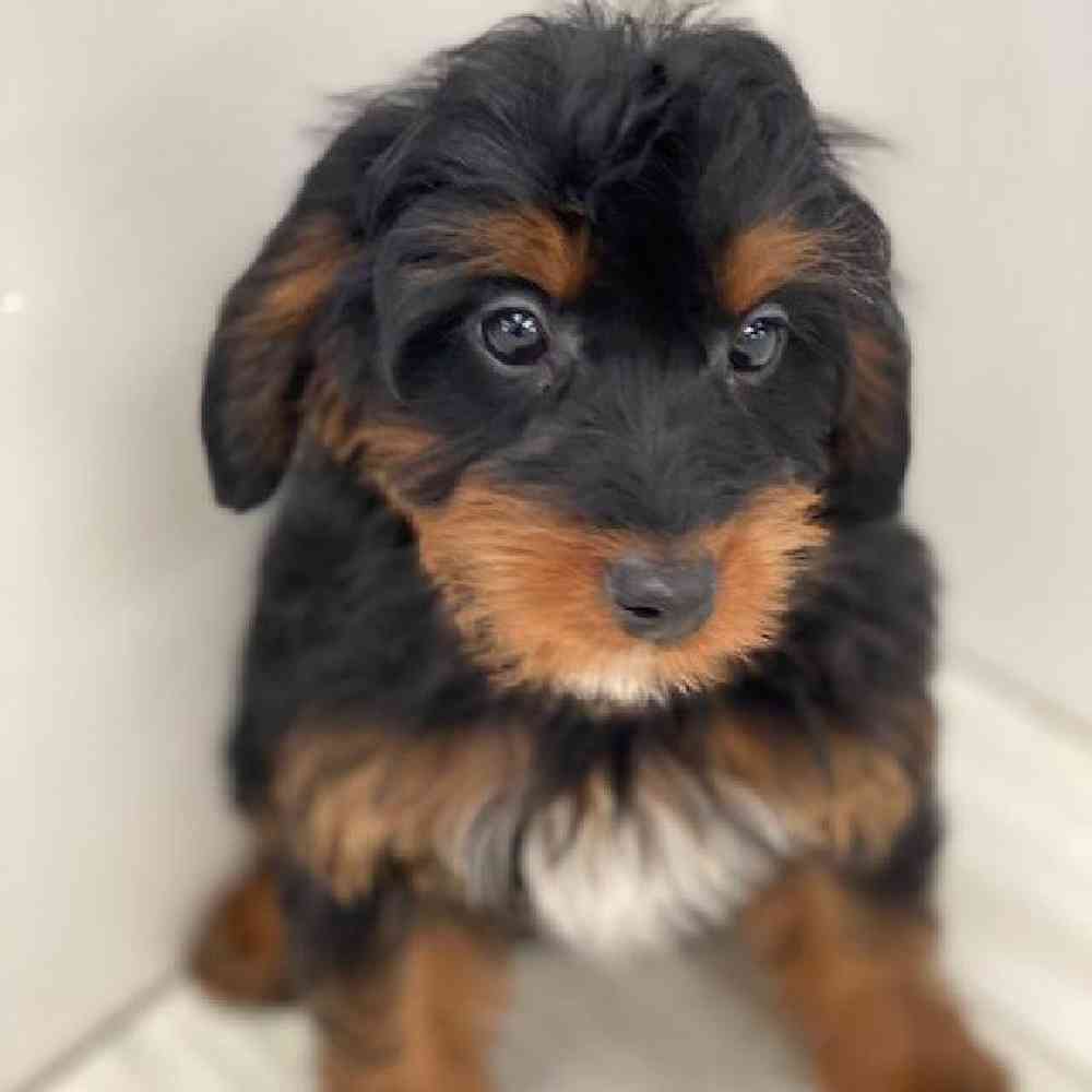 Female 2nd Gen Mini Bernedoodle Puppy for Sale in Bellmore, NY