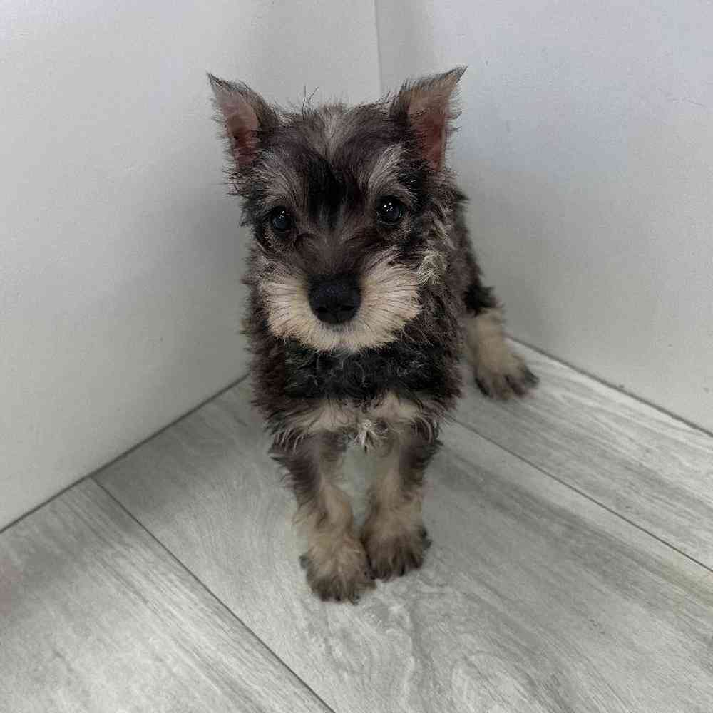 Female Mini Schnauzer Puppy for Sale in Bellmore, NY
