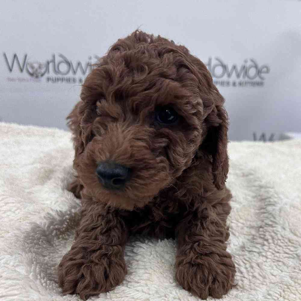 Female Mini Poodle Puppy for Sale in Bellmore, NY