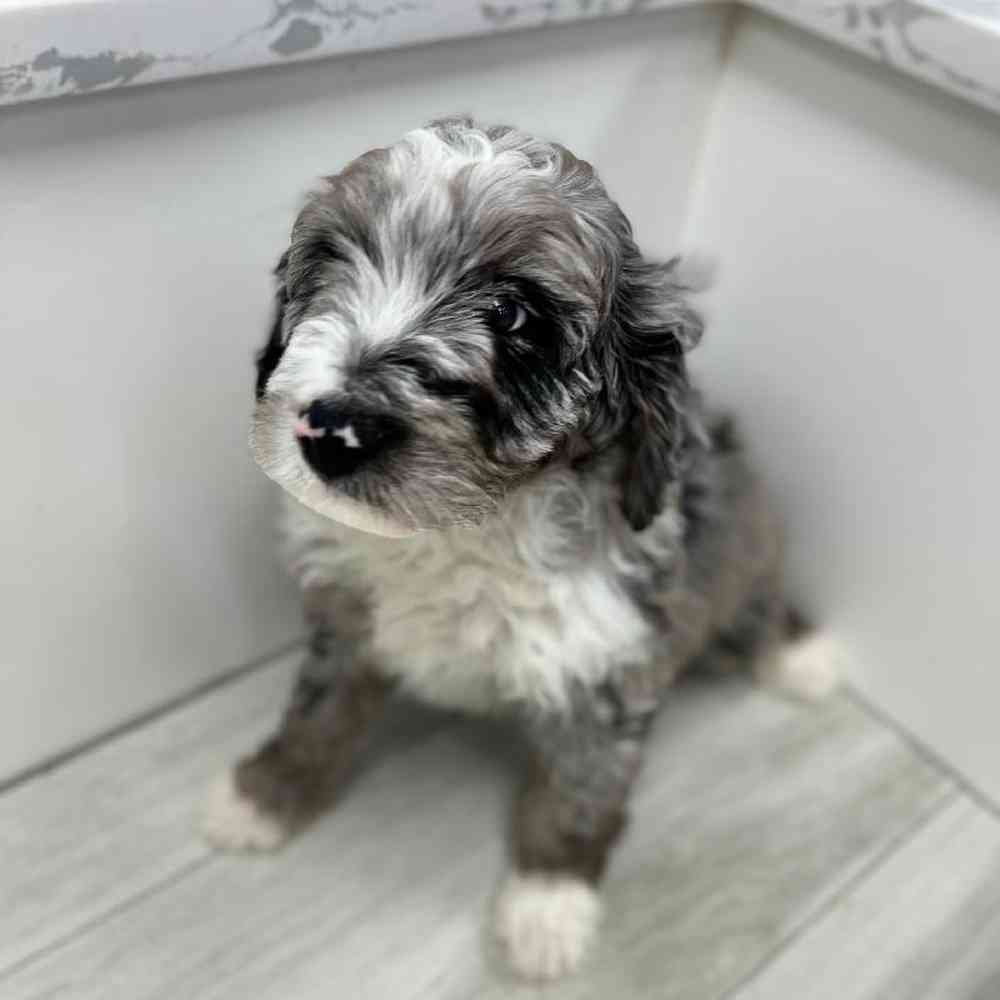 Female Mini Aussiedoodle Puppy for Sale in Bellmore, NY