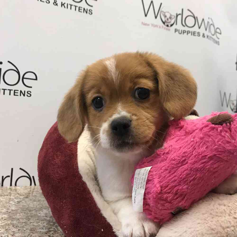Male Peagle Puppy for Sale in Bellmore, NY
