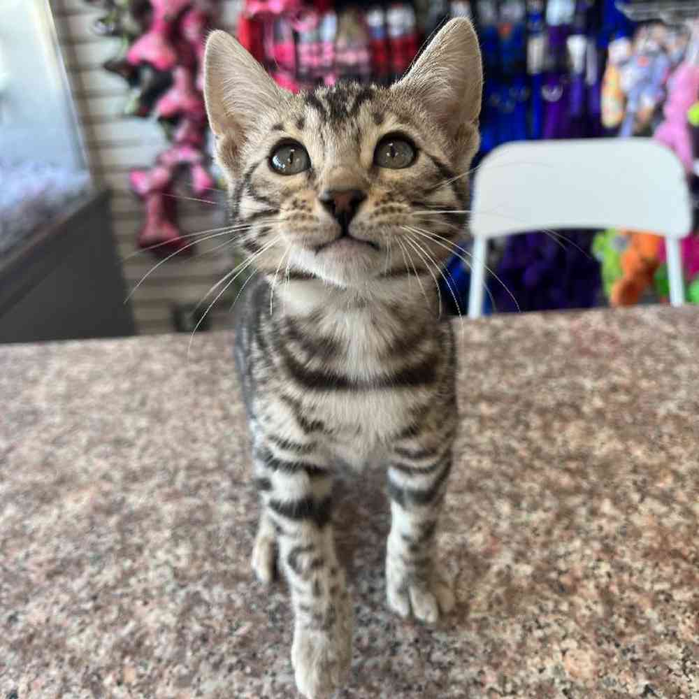 Female Bengal Kitten for Sale in Bellmore, NY