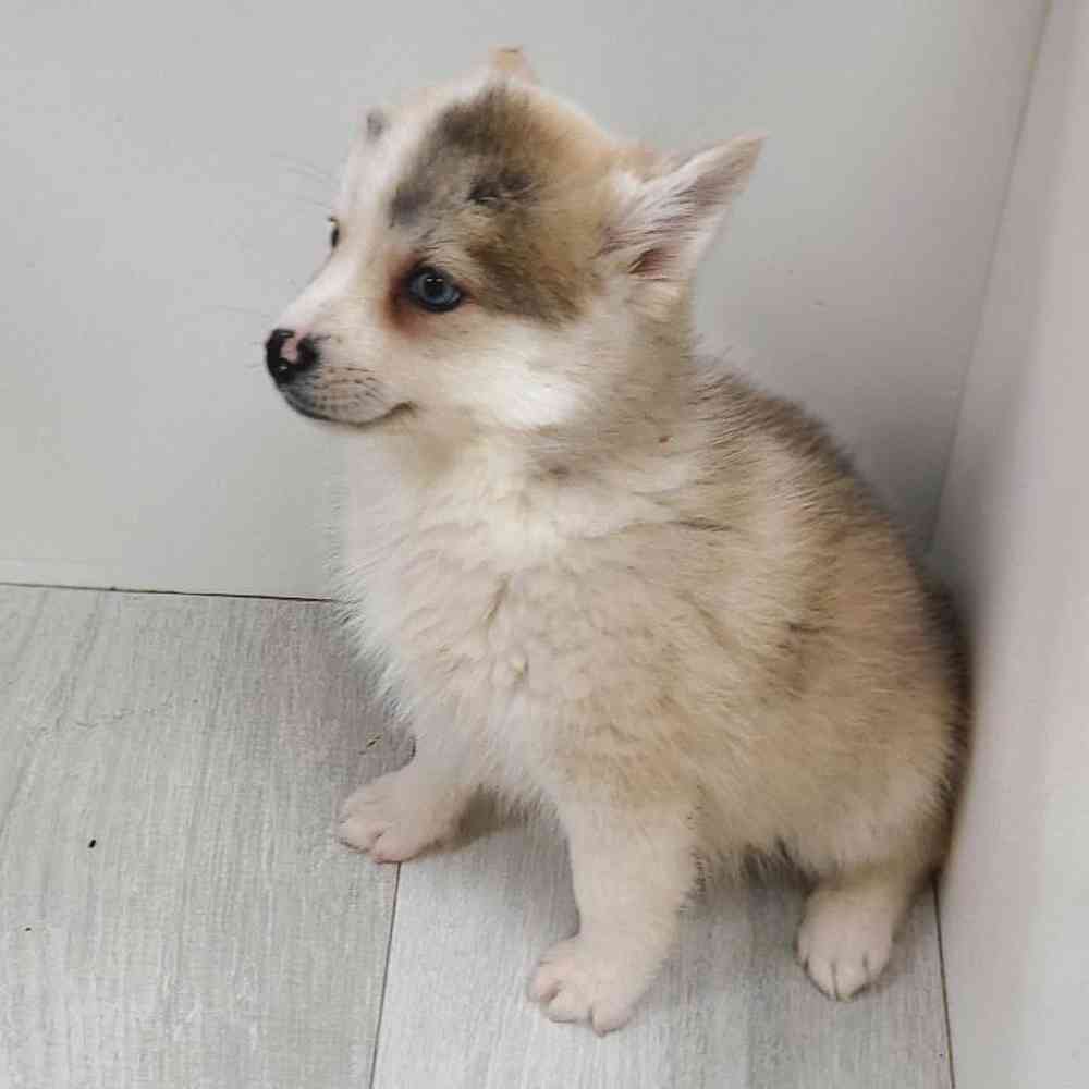 Female Pomsky Puppy for Sale in Bellmore, NY