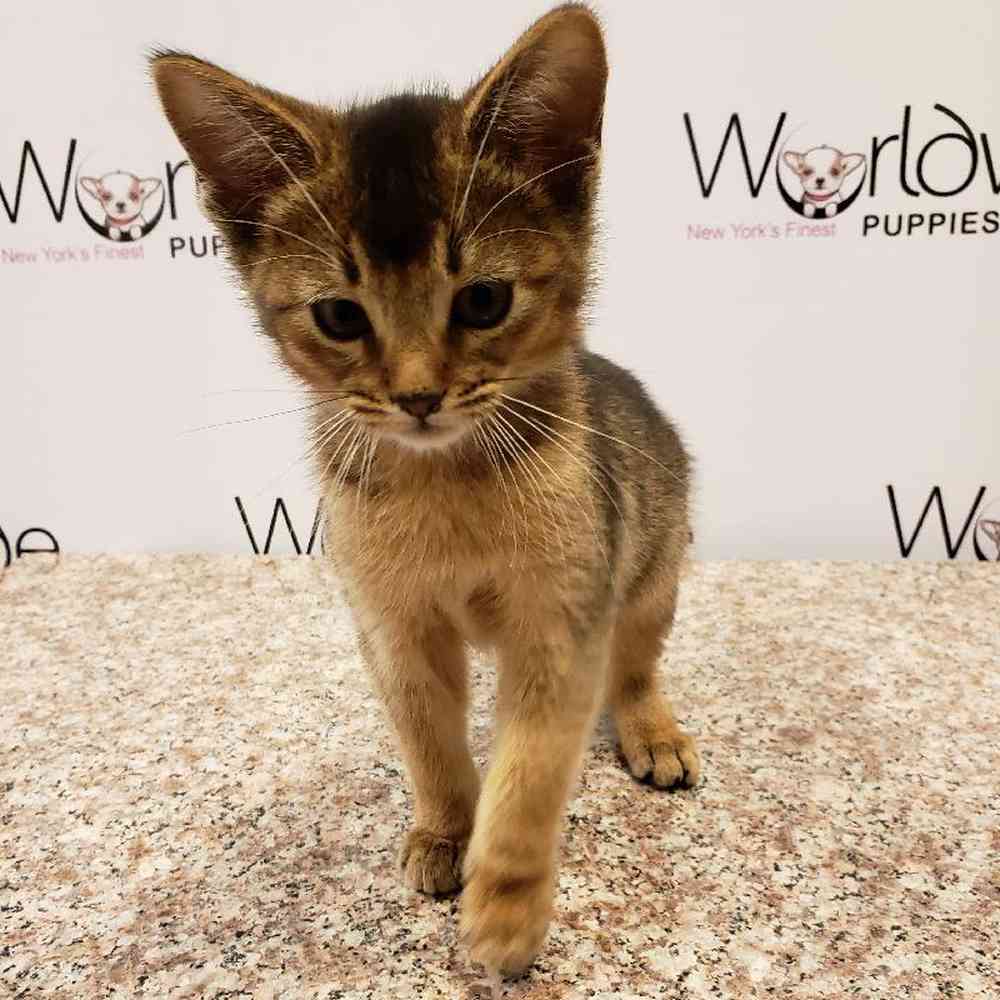 Male Abyssinian Kitten for Sale in Bellmore, NY