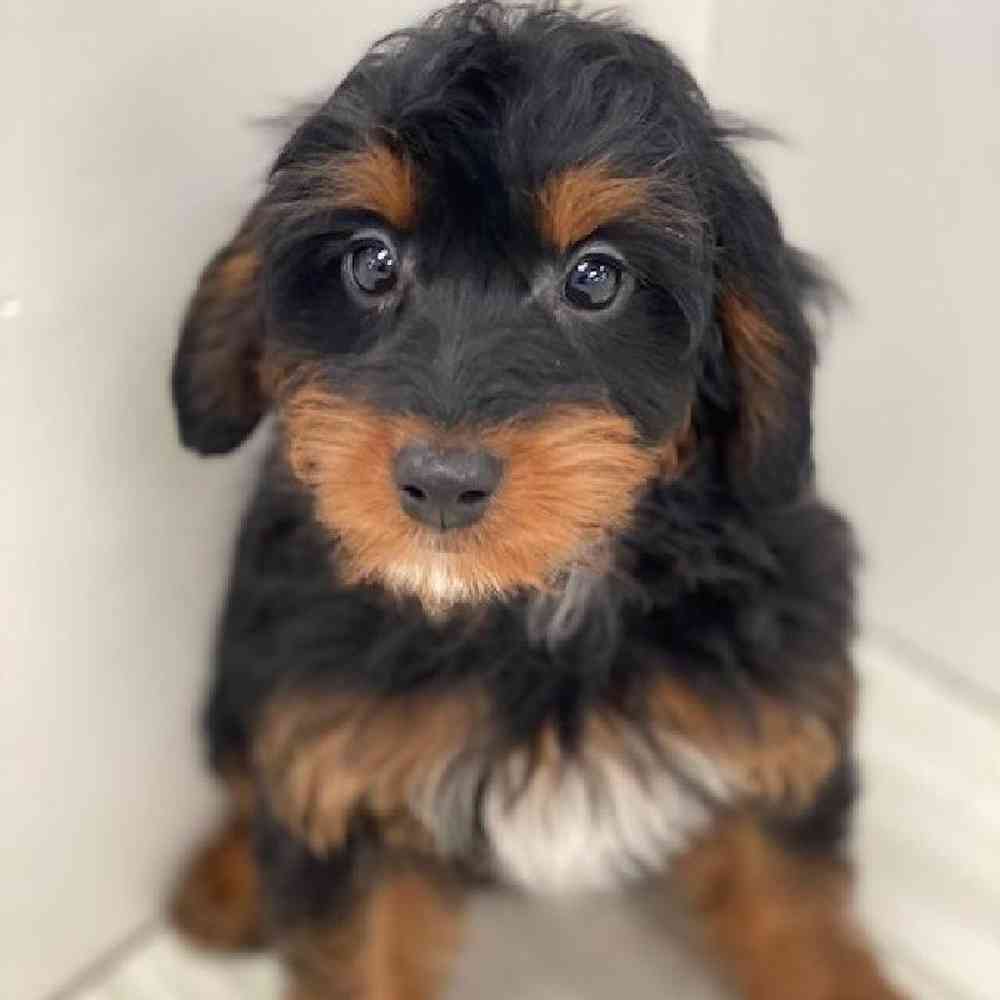 Female 2nd Gen Mini Bernedoodle Puppy for Sale in Bellmore, NY