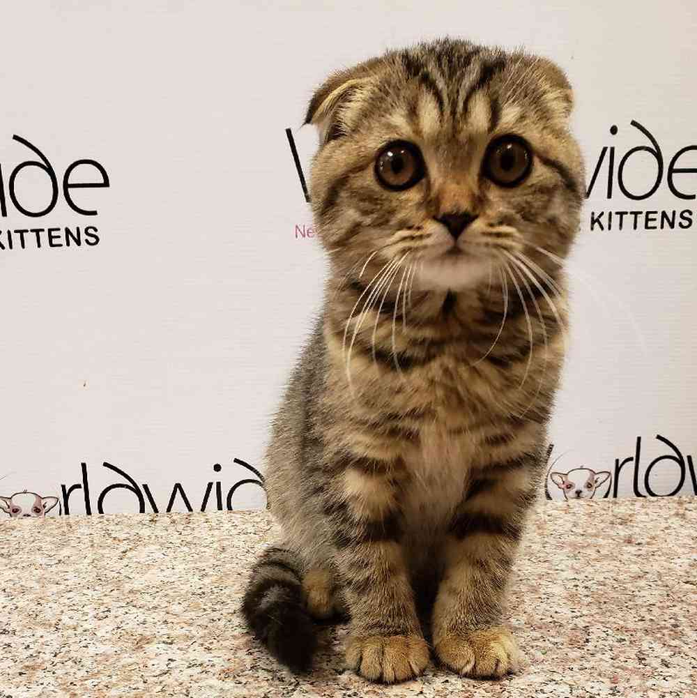 Female Scottish Fold Kitten for Sale in Bellmore, NY