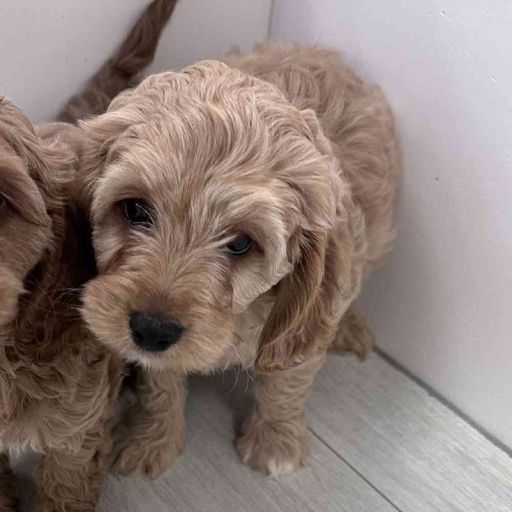 Male Cavapoo Puppy for Sale in Bellmore, NY