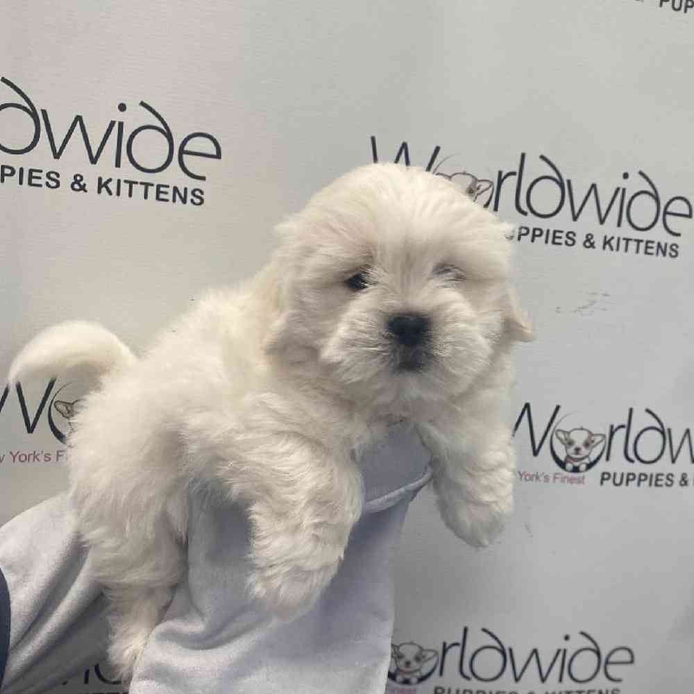 Male Teddy Bear Puppy for Sale in Bellmore, NY