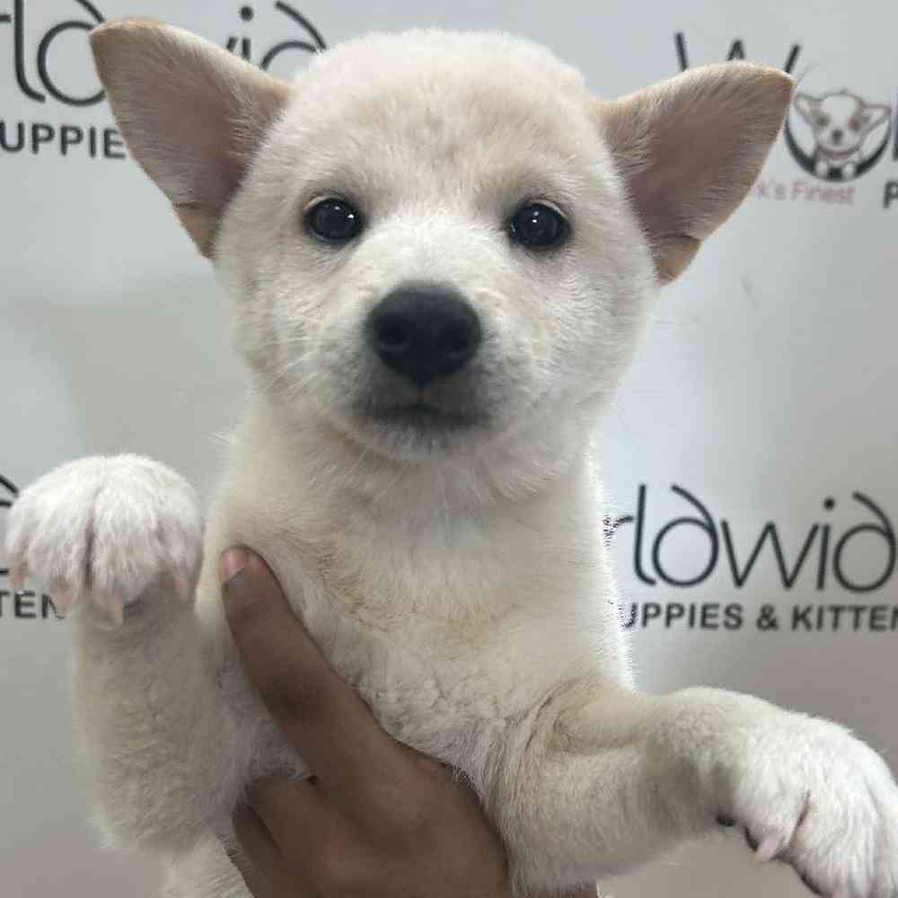 Female Shiba Inu Puppy for Sale in Bellmore, NY
