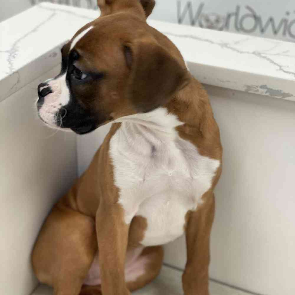 Female Boxer Puppy for Sale in Bellmore, NY