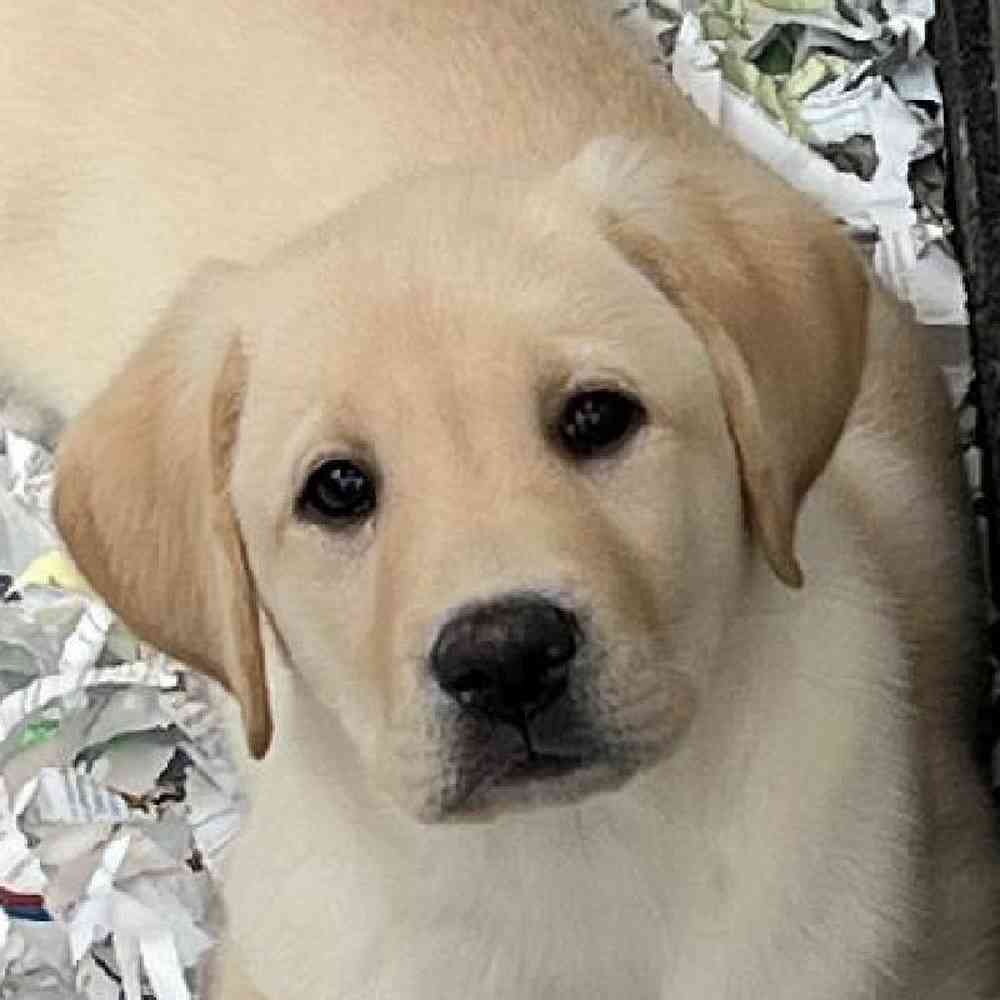 Male Labrador Retriever Puppy for Sale in Bellmore, NY