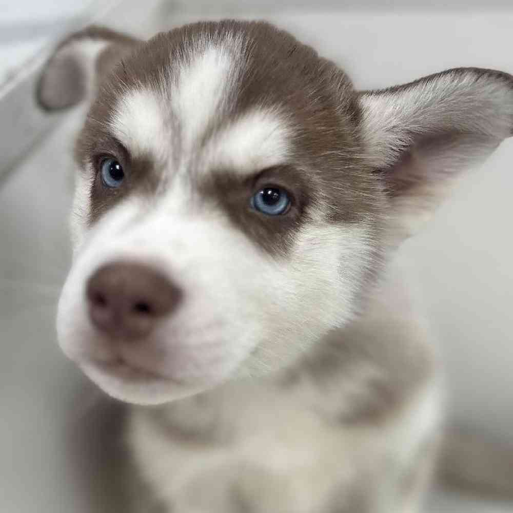Male Siberian Husky Puppy for Sale in Bellmore, NY