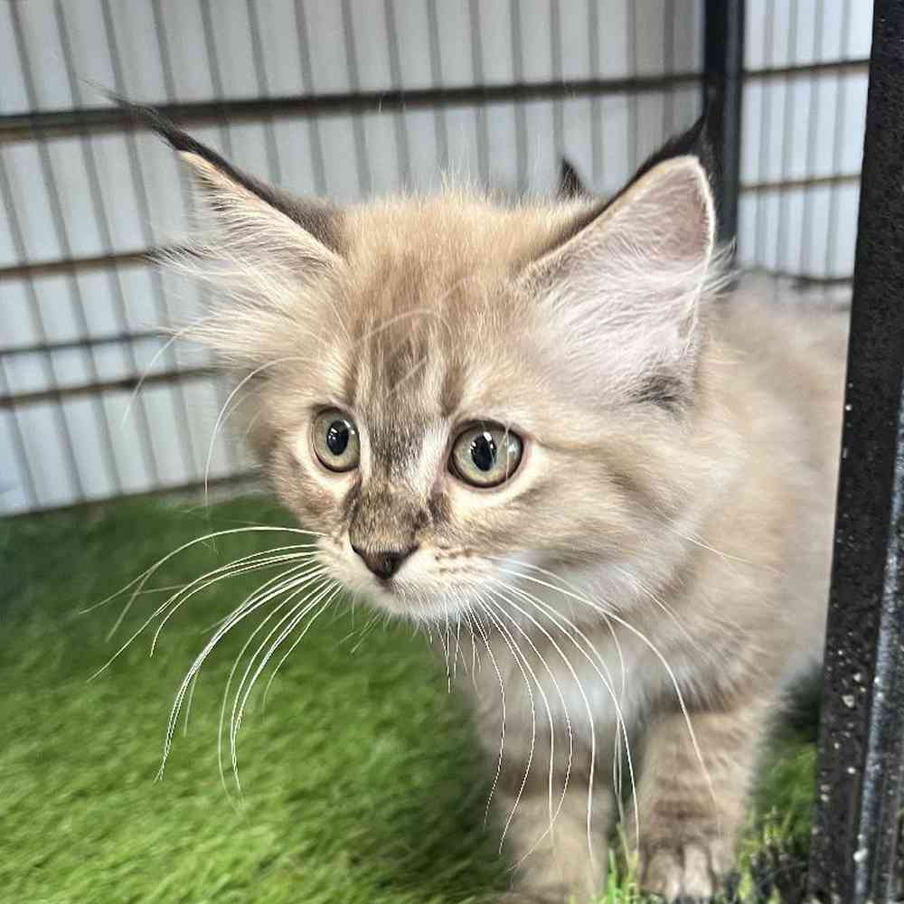 Female Ragdoll Kitten for Sale in Bellmore, NY
