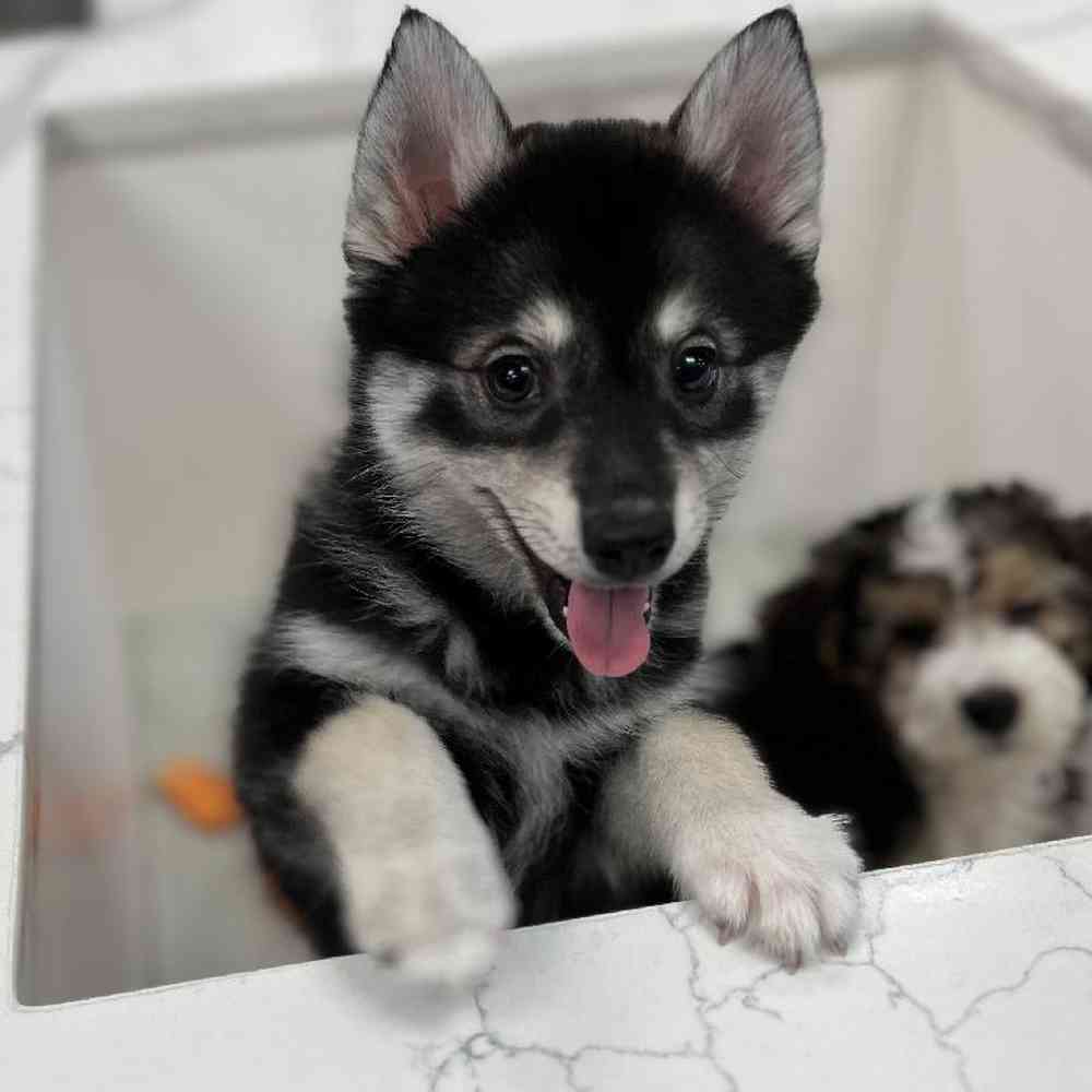 Female Pomsky Puppy for Sale in Bellmore, NY