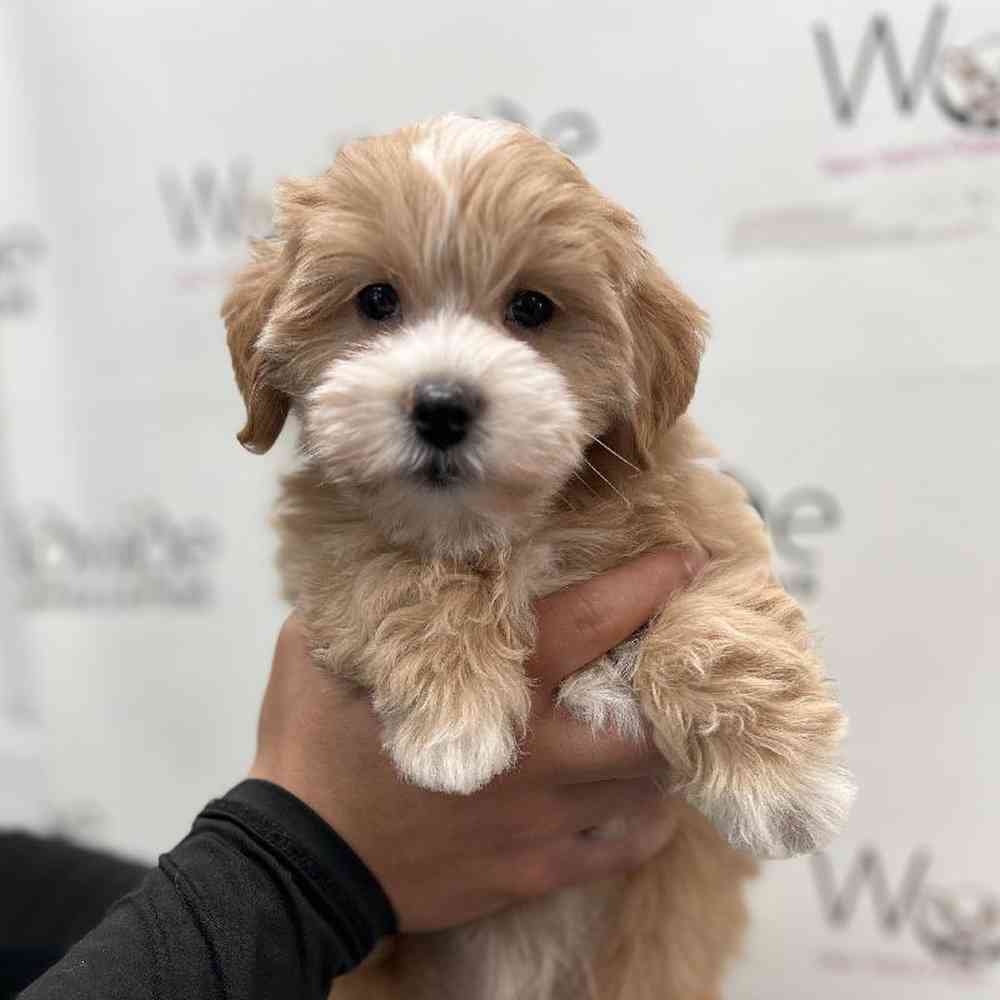 Female Maltipoo Puppy for Sale in Bellmore, NY