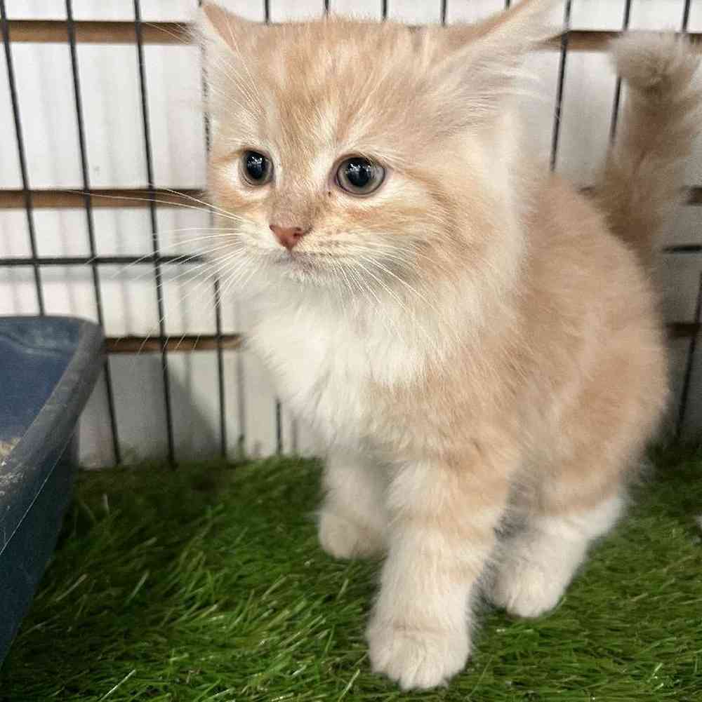 Male Ragamuffin Kitten for Sale in Bellmore, NY