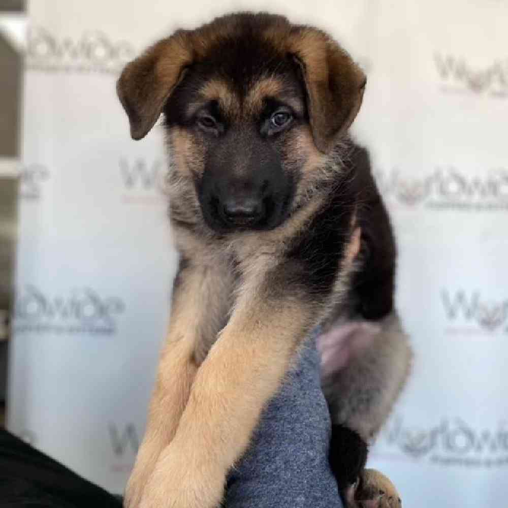 Female German Shepherd Puppy for Sale in Bellmore, NY