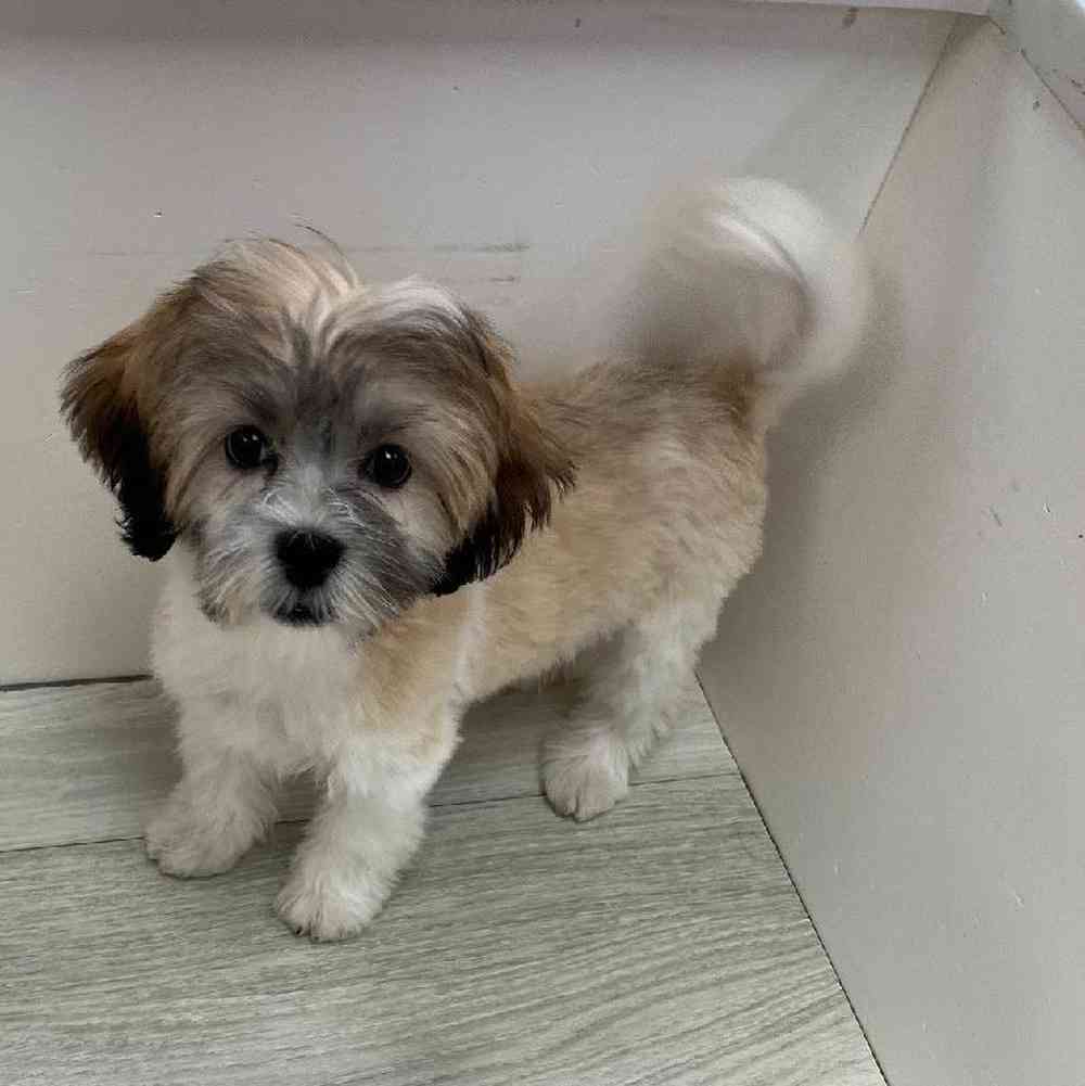 Male Malshi Puppy for Sale in Bellmore, NY