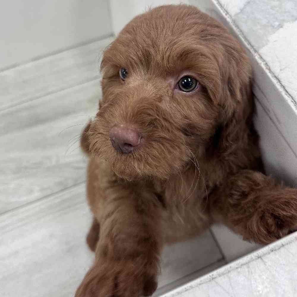 Male 2nd Gen Mini Goldendoodle Puppy for Sale in Bellmore, NY