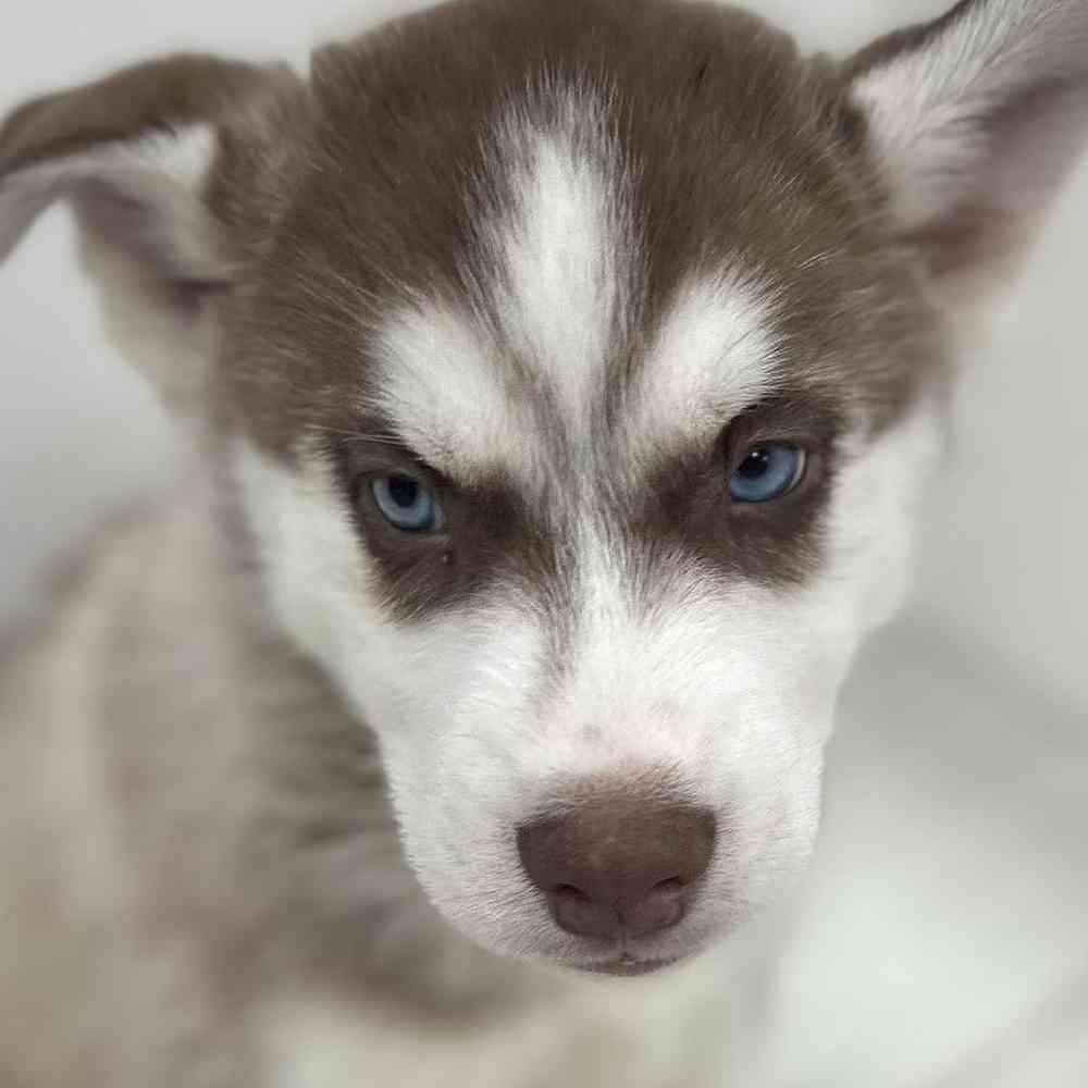 Male Siberian Husky Puppy for Sale in Bellmore, NY
