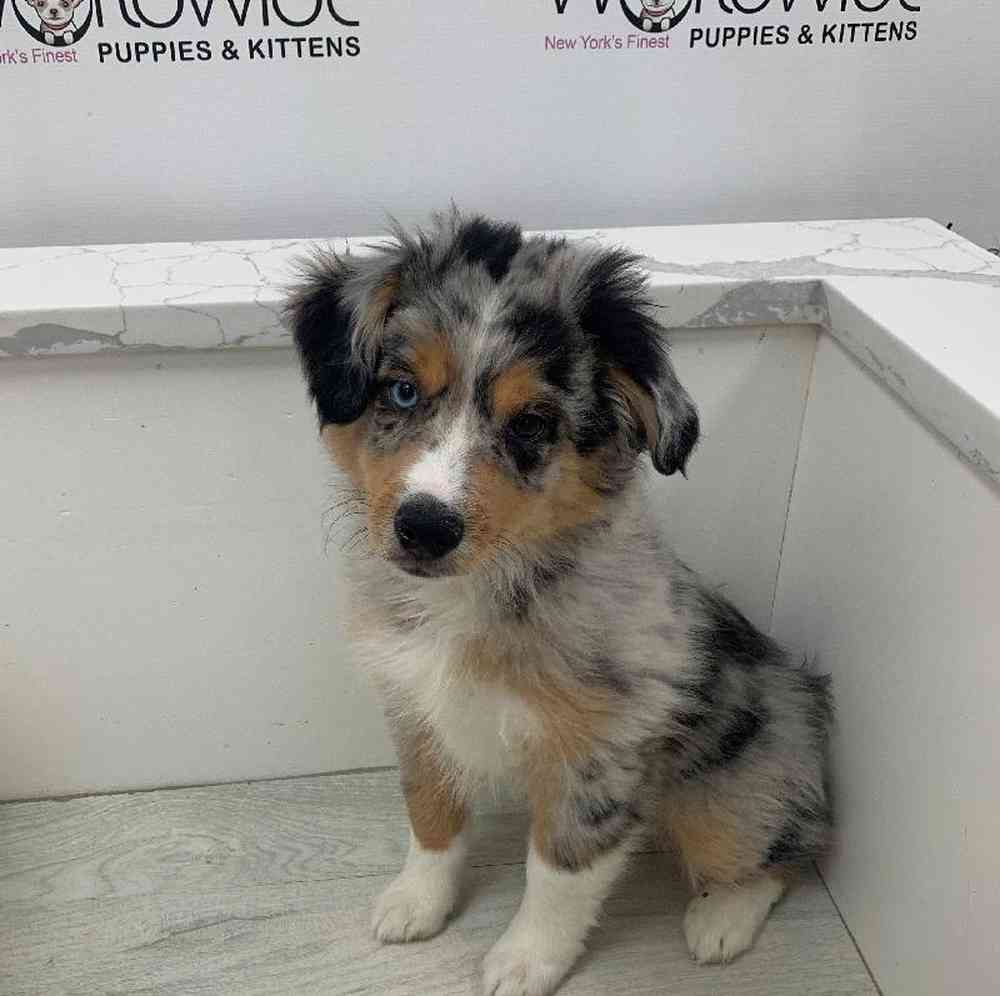 Male Mini Aussie Puppy for Sale in Bellmore, NY
