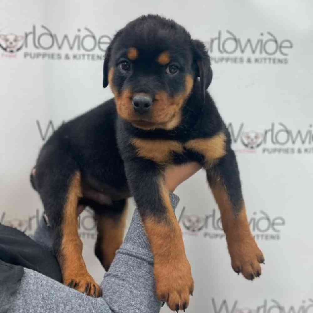 Female Rottweiler Puppy for Sale in Bellmore, NY
