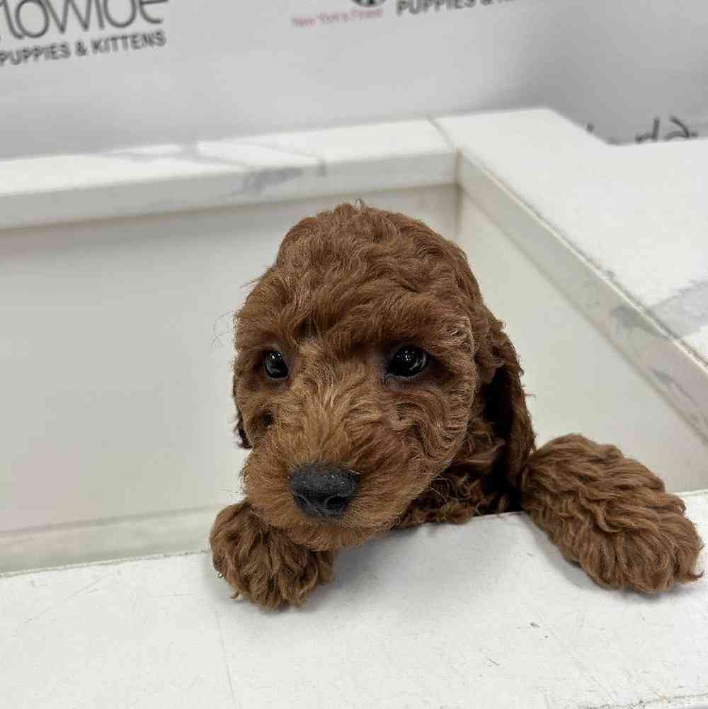 Male Mini Poodle Puppy for Sale in Bellmore, NY